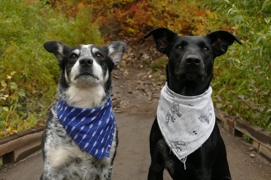 dog training in chicago dog training in chicago
