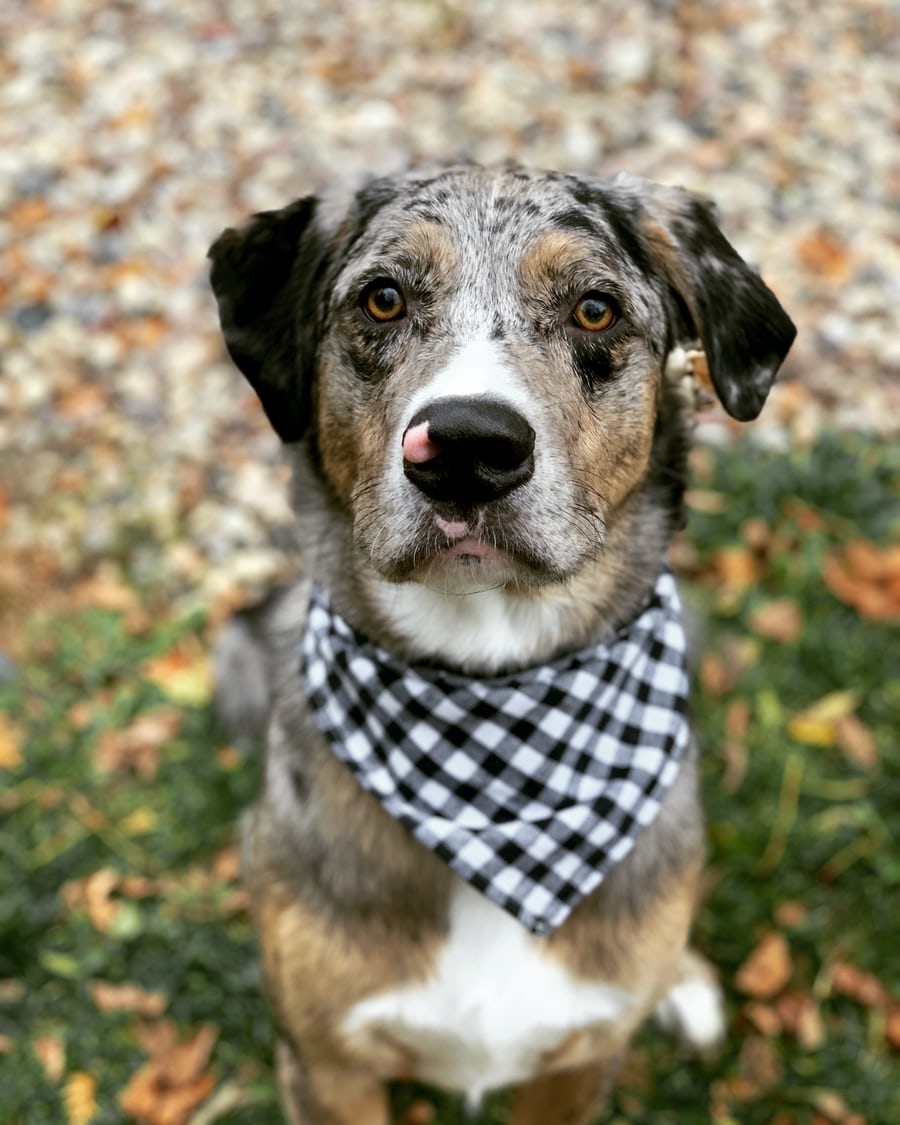 dog training in Chicago 