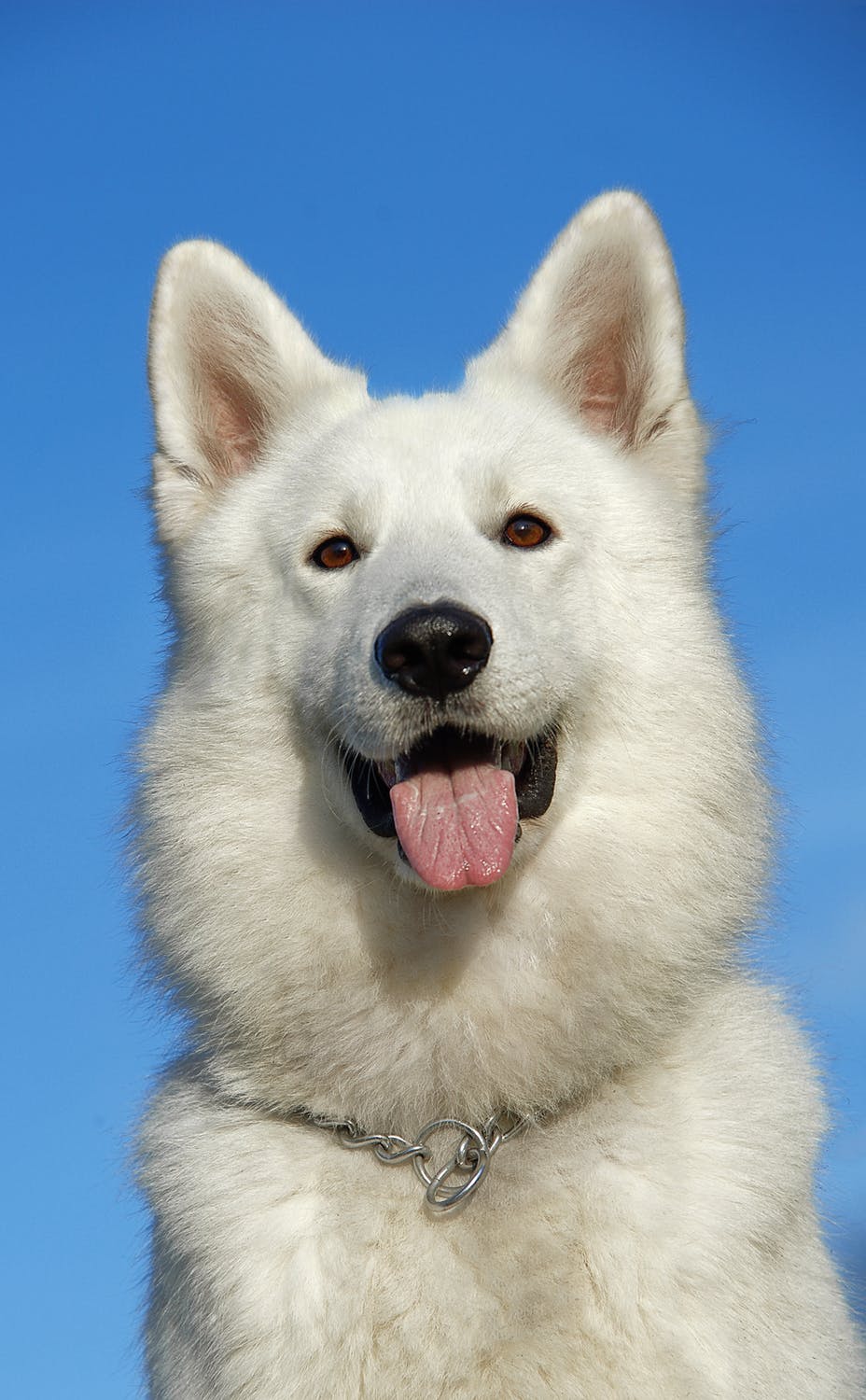 Oak Lawn Professional in home dog training near Chicago IL