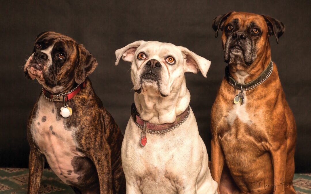 End Sibling Rivalry Between Your Dogs with Second City Dog Training