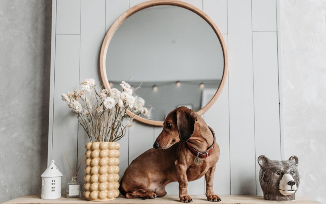 3 Reasons Why In-home Dog Training is the Best Choice