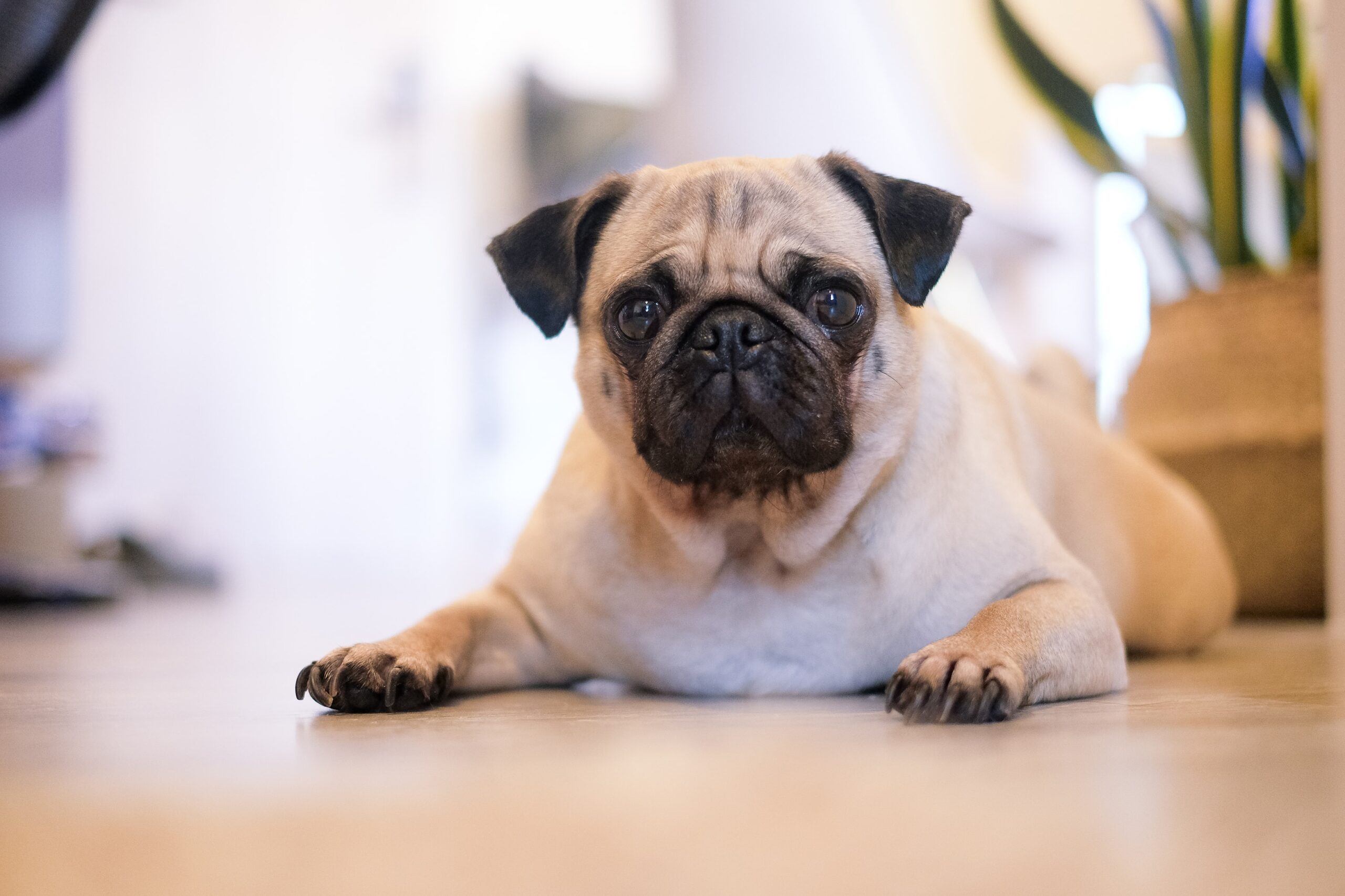 Bridgeview In home Puppy Crate Training 