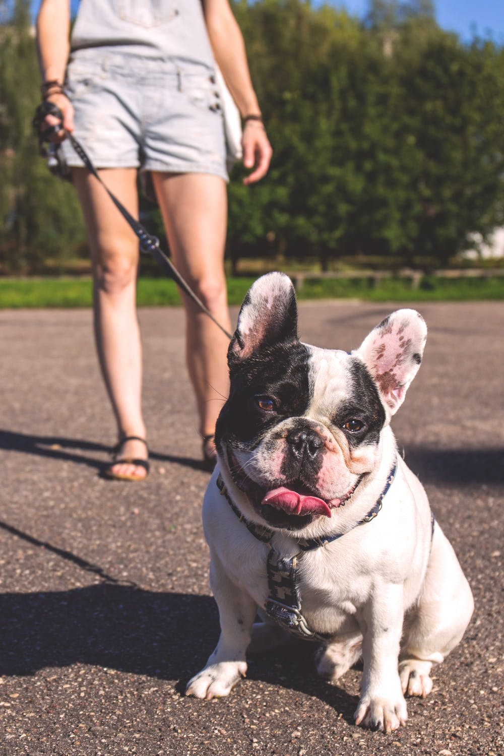 in home dog training in chicago in home dog training in chicago